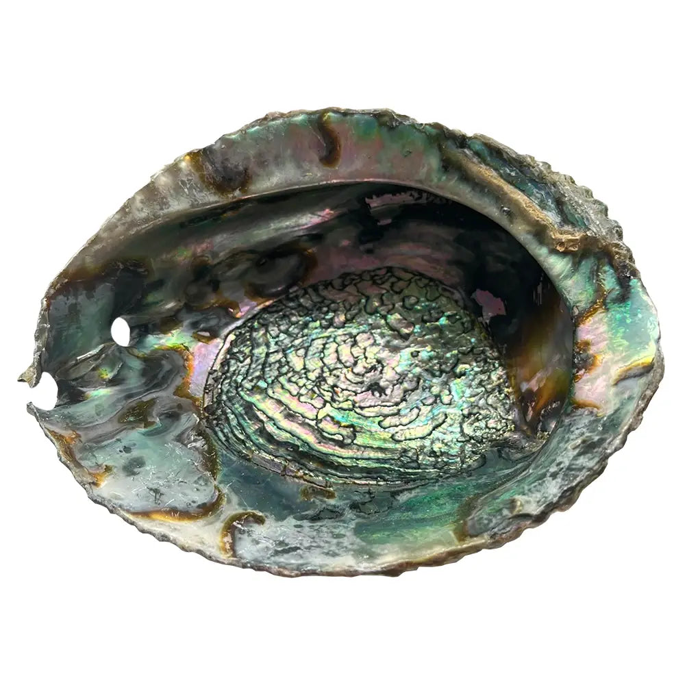 Pretty Abalone Shell