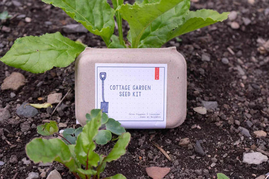 Cottage Garden Seed Kit with compost and plant markers in recyclable container on soil.