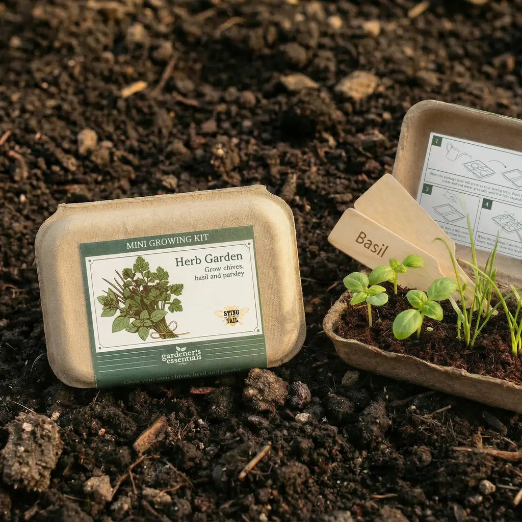 Mini herb garden kit for growing basil, chives and parsley at home on a windowsill or in the kitchen.