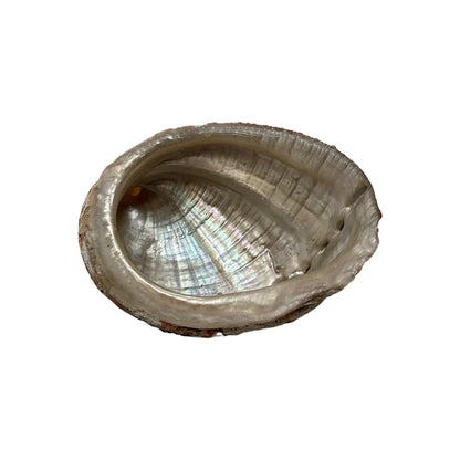 Pretty Abalone Shell for sage burning and decorative displays.
