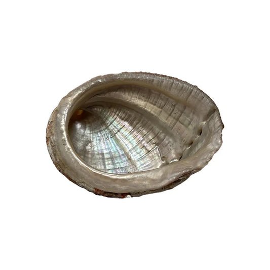 Pretty Abalone Shell for sage burning and decorative displays.