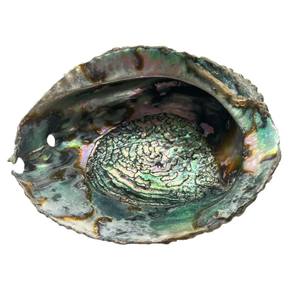 Pretty Abalone Shell
