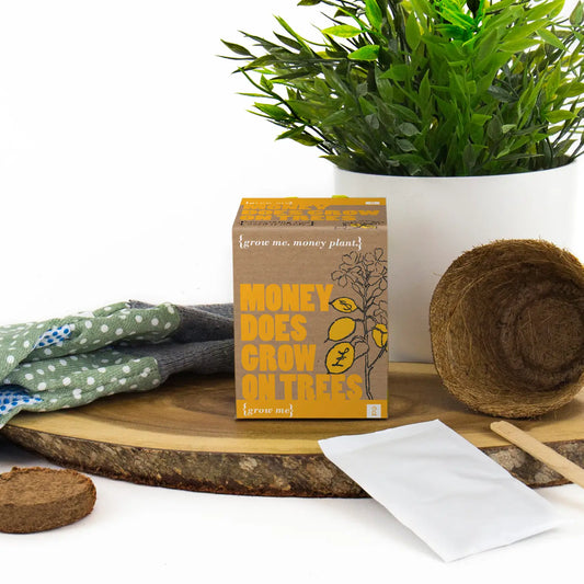 Money Plant Kit package with planting materials and green plant in the background.